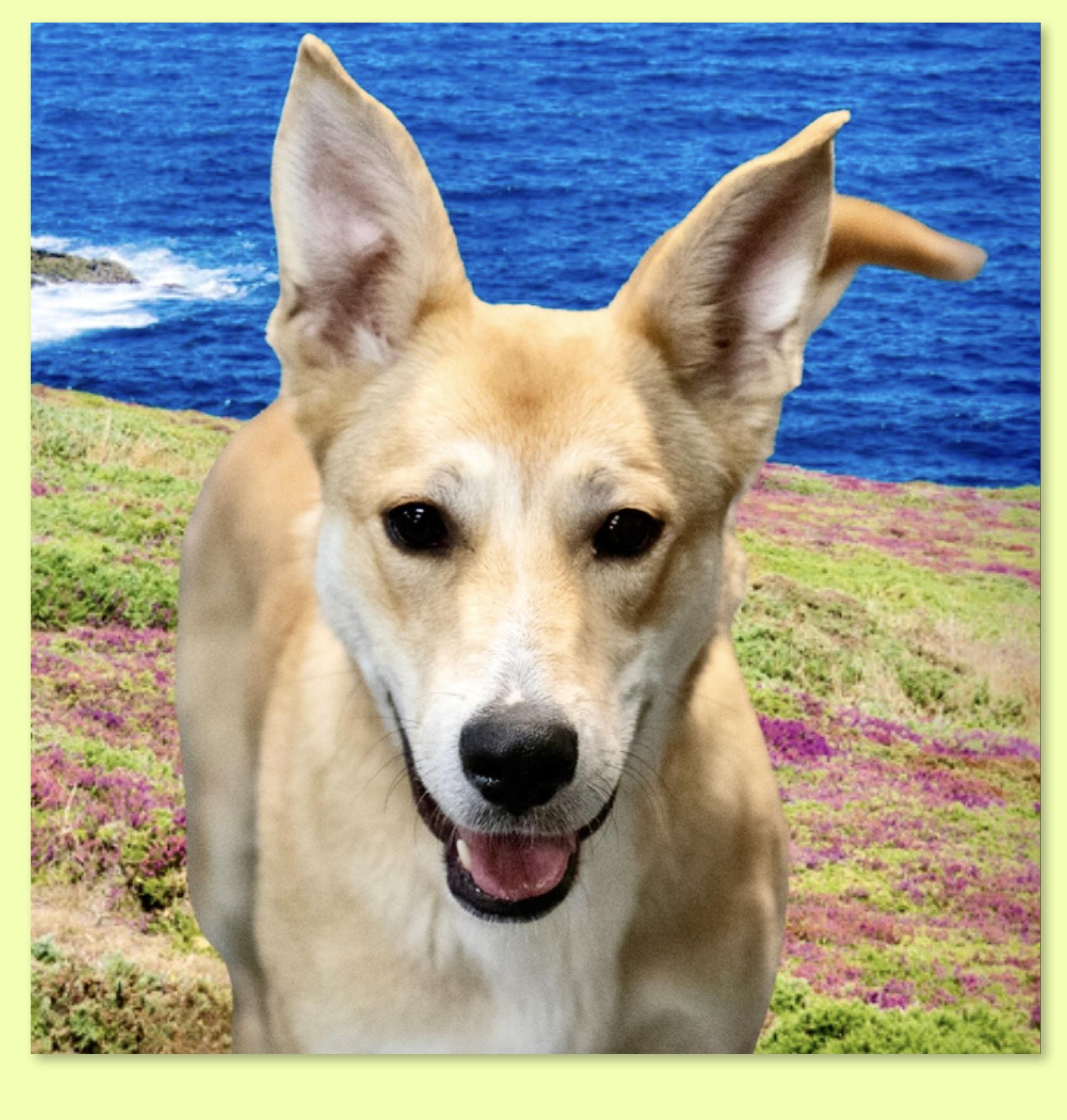 Enlarge Galinda Adoption Pending, a ADOPTABLE mixed breed in Westfield, NY image 5/6