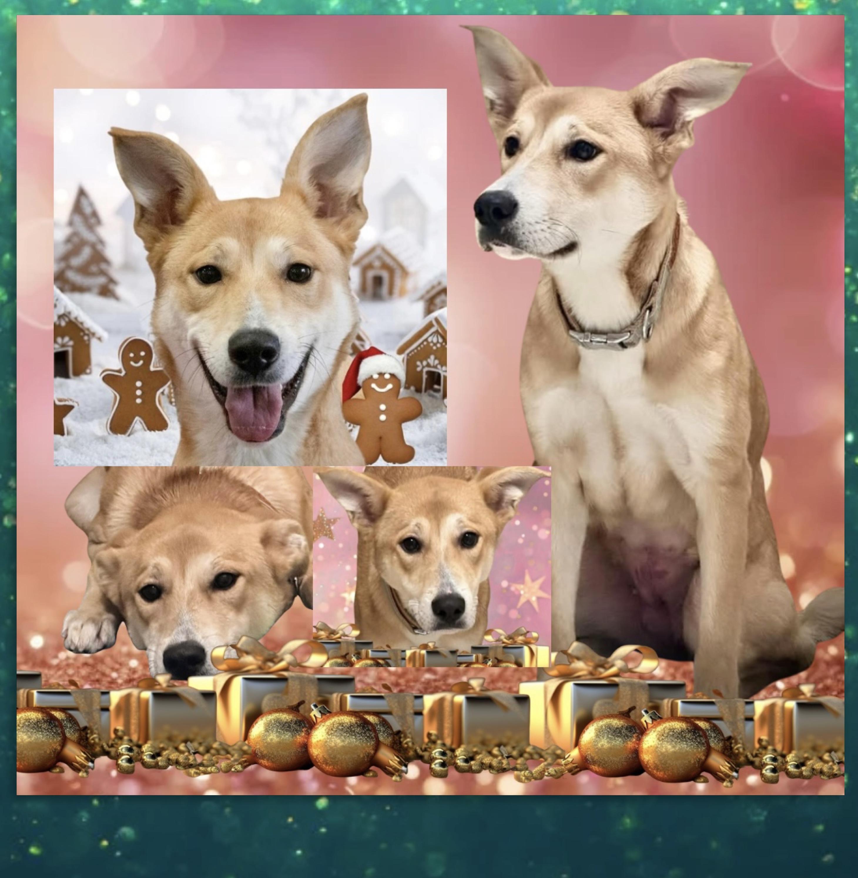 Enlarge Galinda, a ADOPTABLE mixed breed in Westfield, NY image 1/1