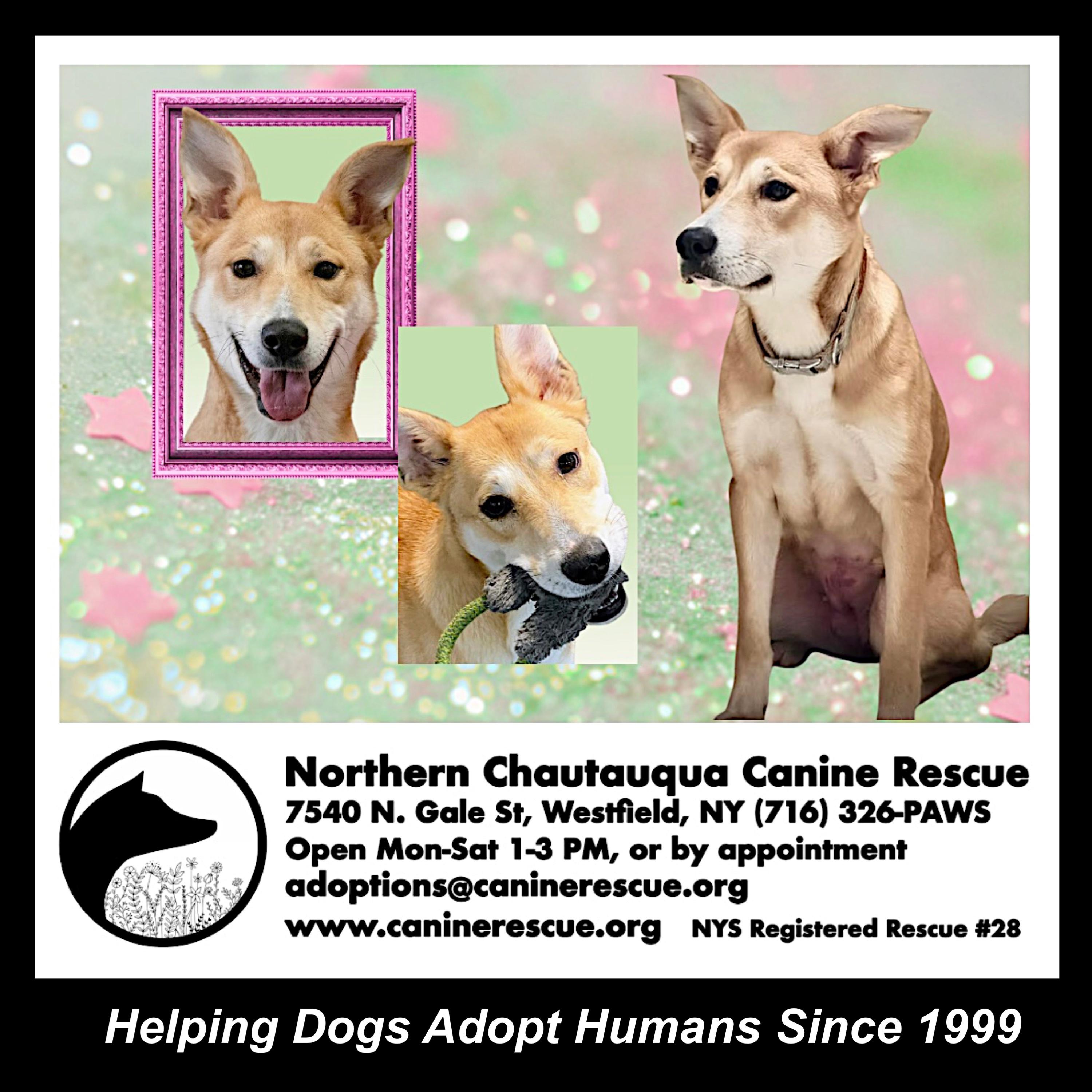 Enlarge Galinda, a ADOPTABLE mixed breed in Westfield, NY image 3/6