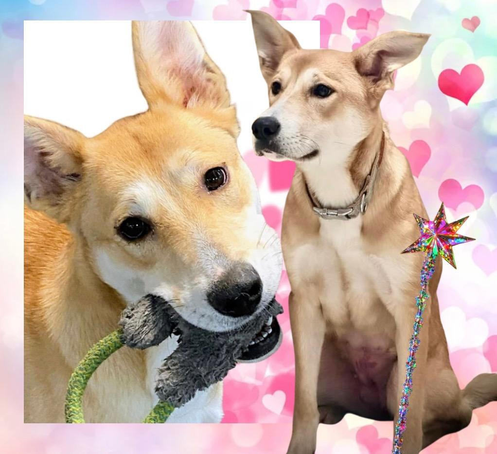 Enlarge Galinda, a ADOPTABLE mixed breed in Westfield, NY image 6/6