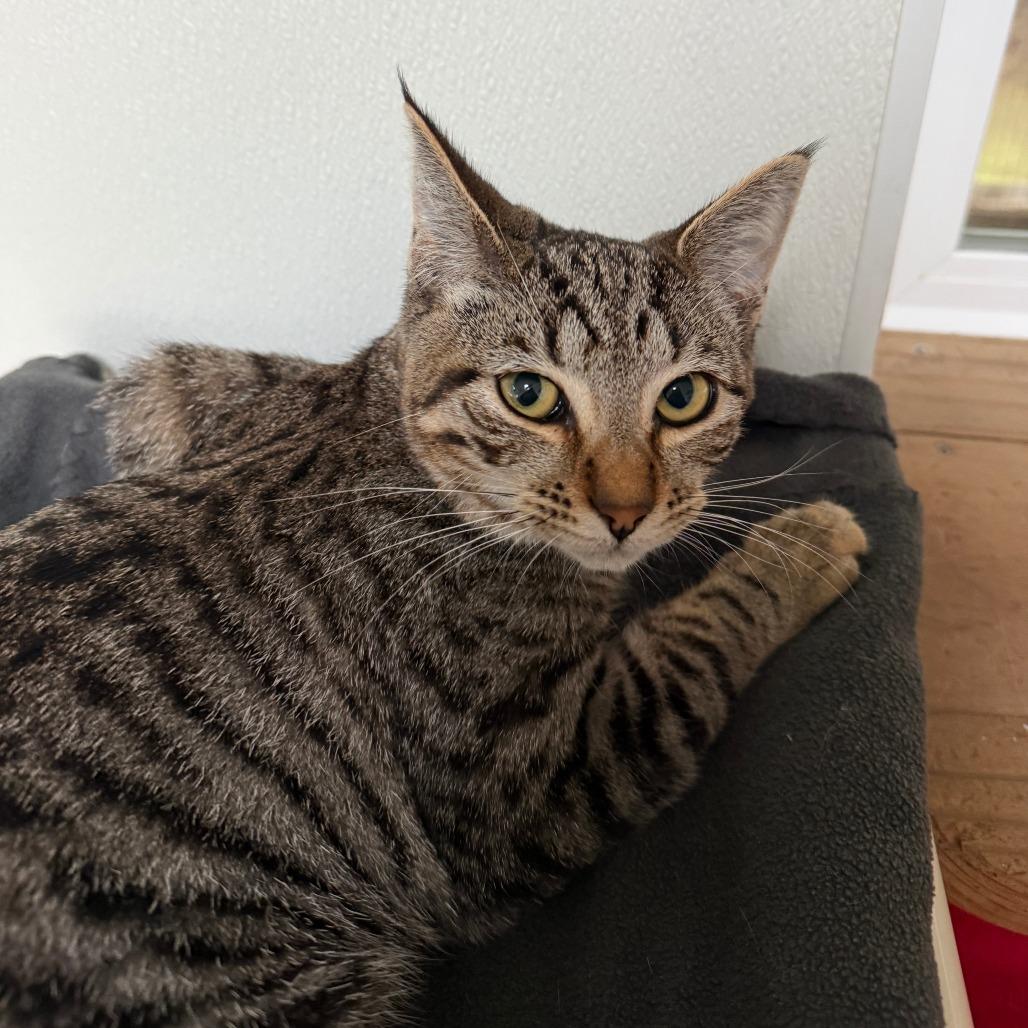 Axle, Adoptable, Young Male Domestic Short Hair.