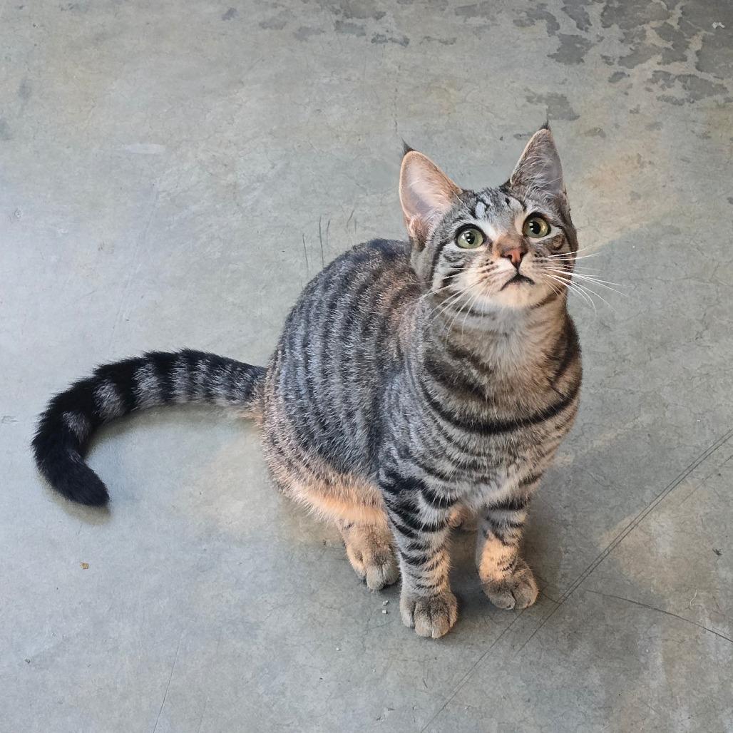 Enlarge Axle, a Adoptable Domestic Short Hair in Fort Bragg, CA image 2/4