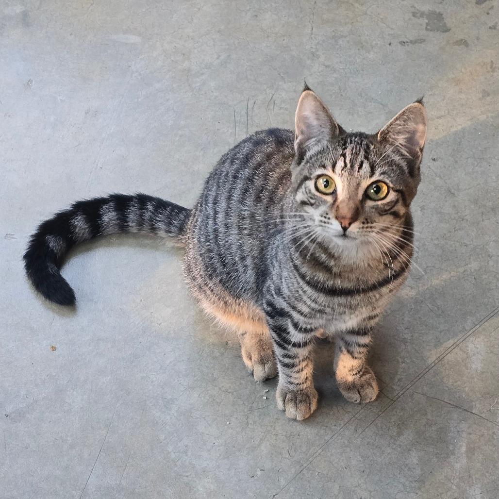 Enlarge Axle, a Adoptable Domestic Short Hair in Fort Bragg, CA image 3/4