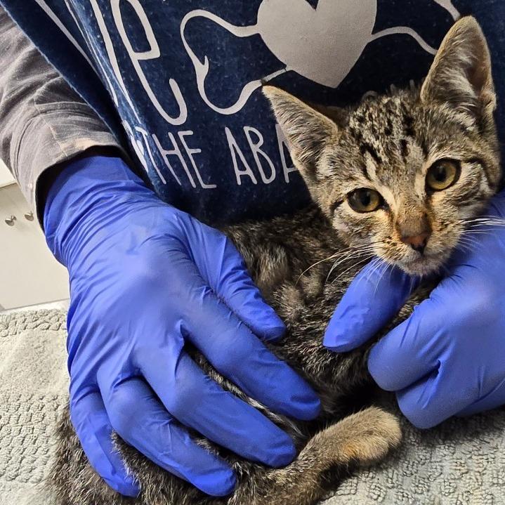 Enlarge Axle, a Adoptable Domestic Short Hair in Fort Bragg, CA image 4/4