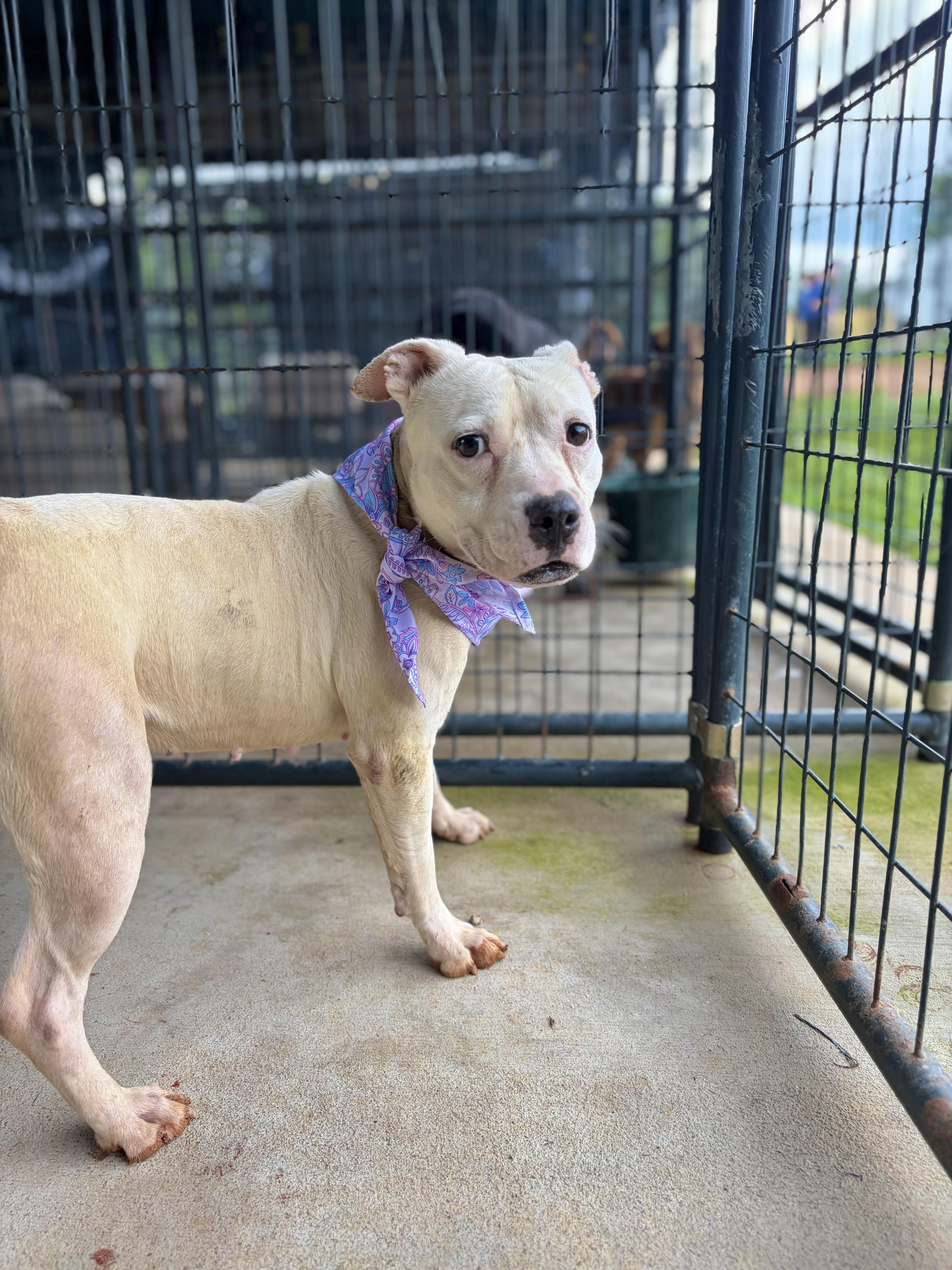 Muffins, a ADOPTABLE Pit Bull Terrier in Winnsboro, SC image 3/4