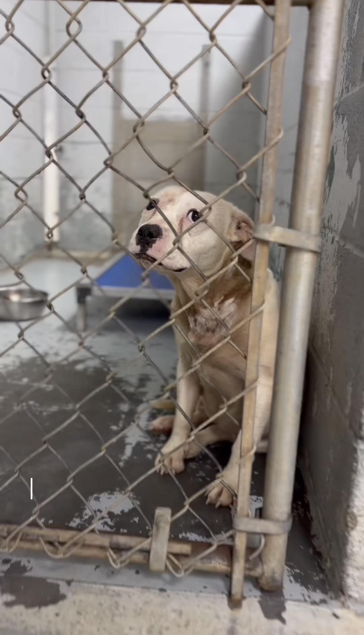 Muffins, a ADOPTABLE Pit Bull Terrier in Winnsboro, SC image 4/4