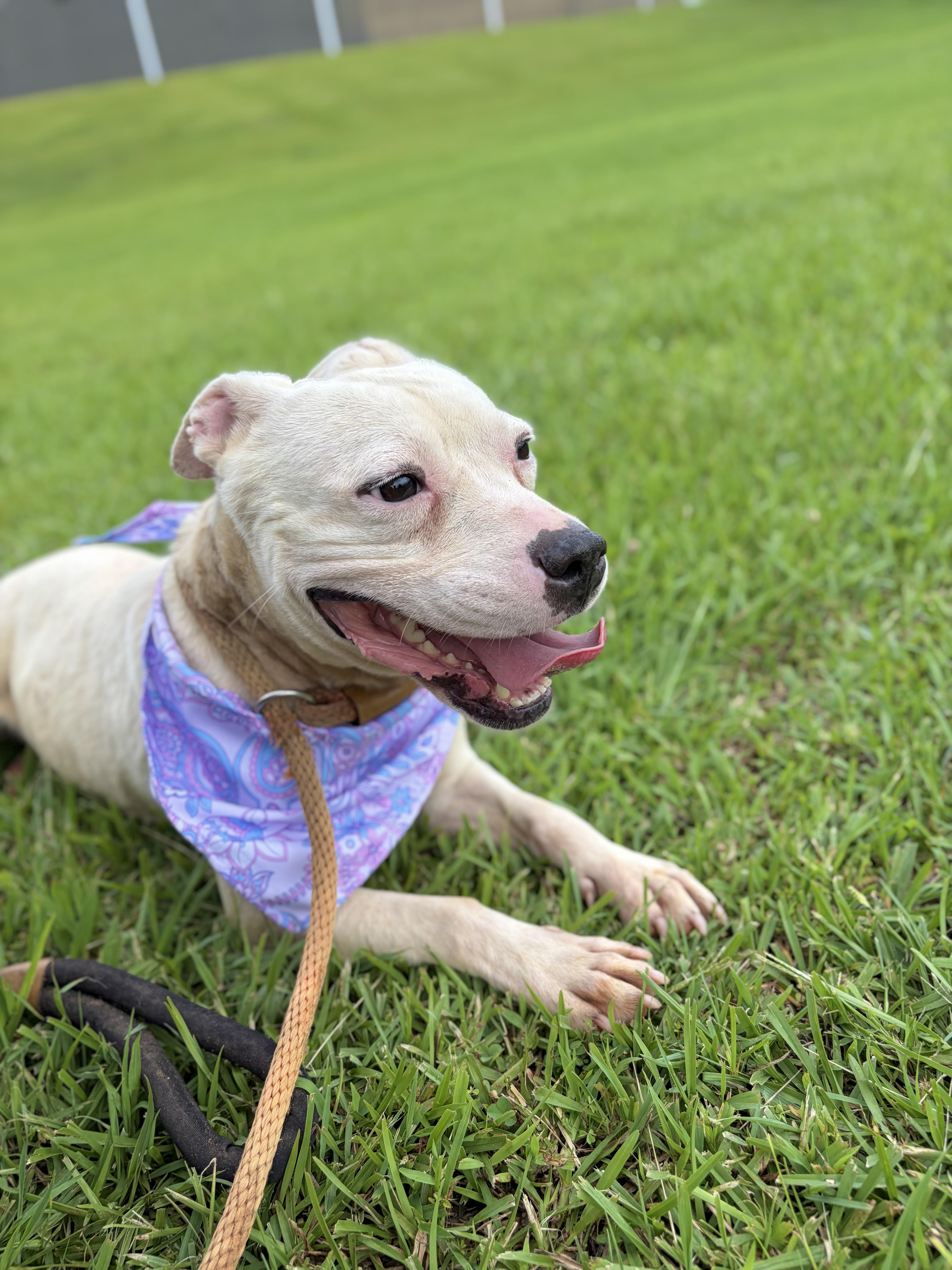 Muffins, a ADOPTABLE Pit Bull Terrier in Winnsboro, SC image 1/4