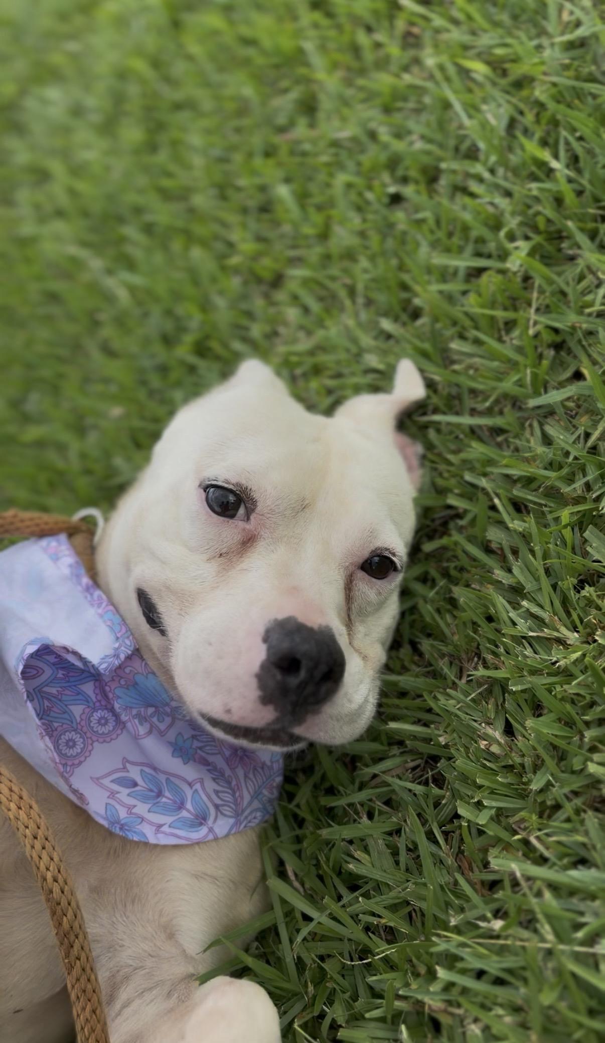 Muffins, a ADOPTABLE Pit Bull Terrier in Winnsboro, SC image 2/4