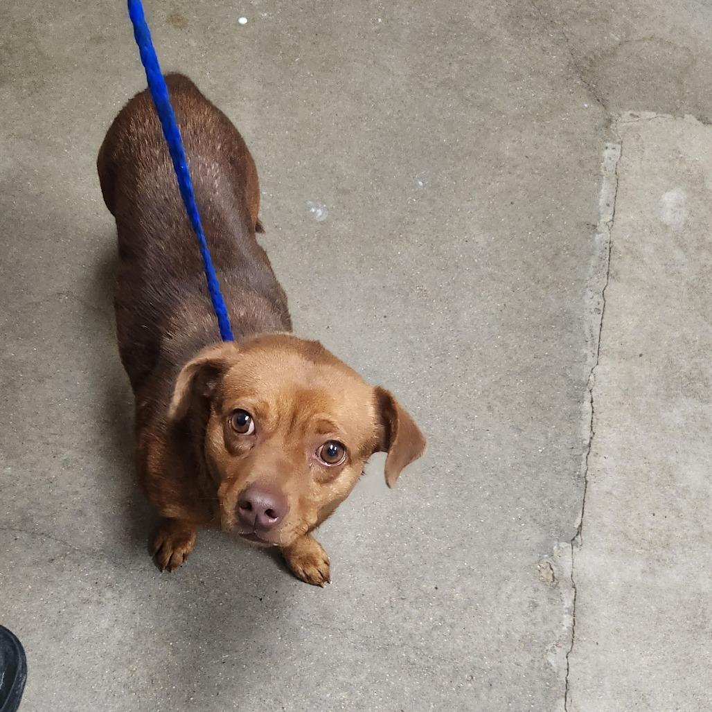 Enlarge Chloe, a Adoptable mixed breed in Cedar Creek, TX image 1/2