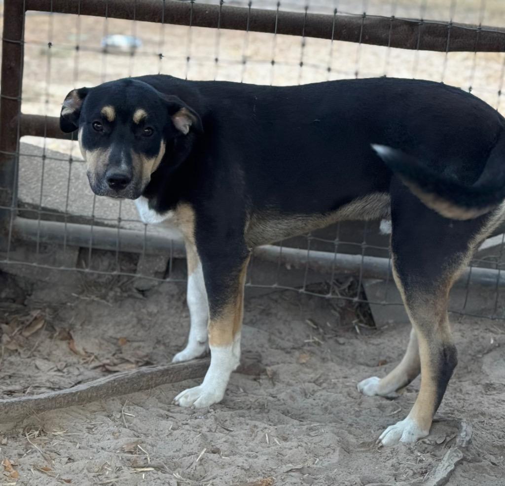 Enlarge Hopper, a Adoptable mixed breed in Waynesville, GA image 1/5