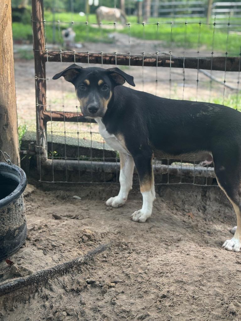 Enlarge Hopper, a Adoptable mixed breed in Waynesville, GA image 2/5