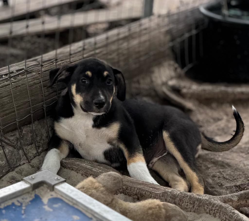 Enlarge Hopper, a Adoptable mixed breed in Waynesville, GA image 3/5