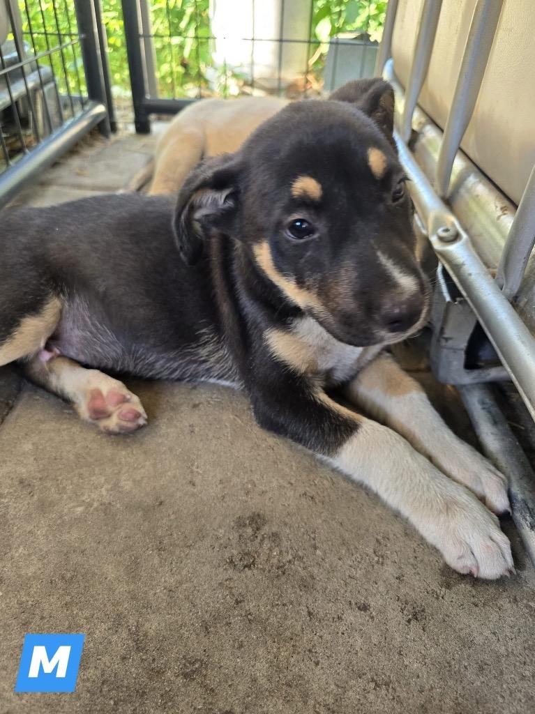 Enlarge Hopper, a Adoptable mixed breed in Waynesville, GA image 4/5