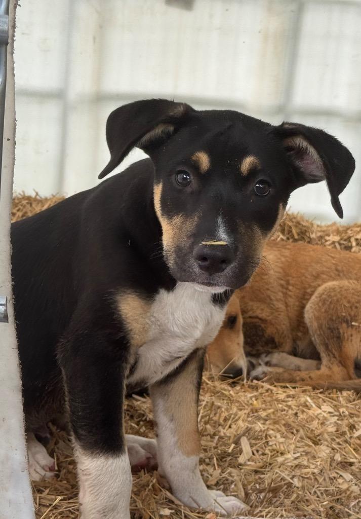 Enlarge Hopper, a Adoptable mixed breed in Waynesville, GA image 5/5