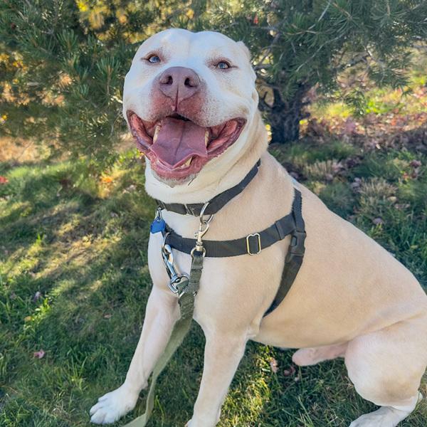 Bubba, Adoptable, Adult Male Pit Bull Terrier.