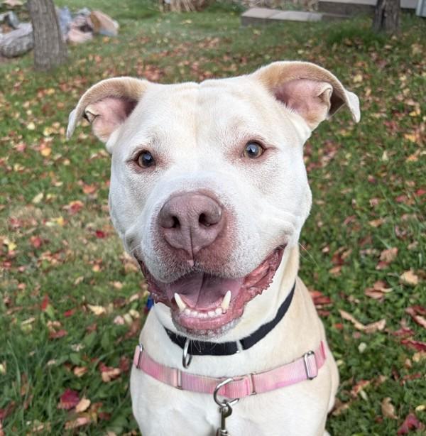 Bubba, a Adoptable mixed breed in Golden, CO image 2/6