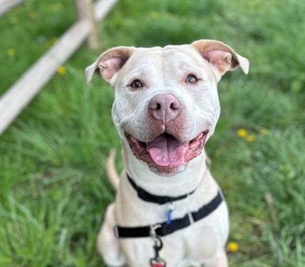 Bubba, a Adoptable mixed breed in Golden, CO image 4/6