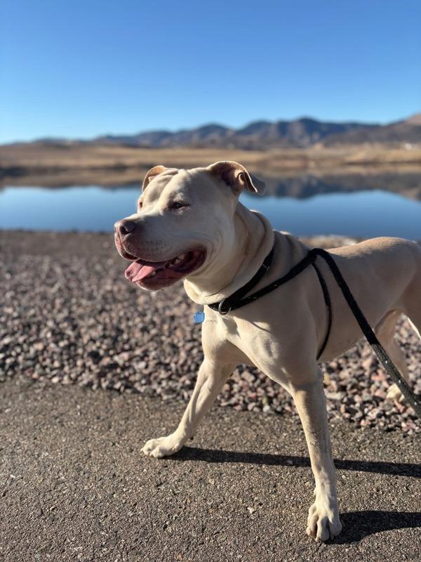 Bubba, a Adoptable mixed breed in Golden, CO image 5/6