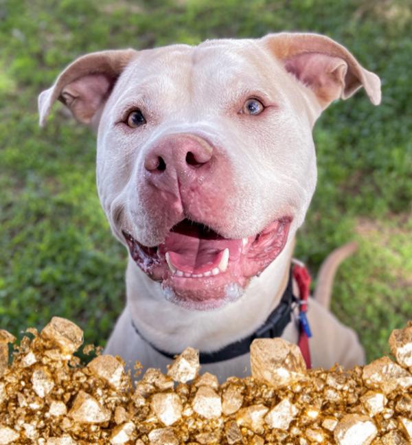 Bubba, a Adoptable mixed breed in Golden, CO image 6/6