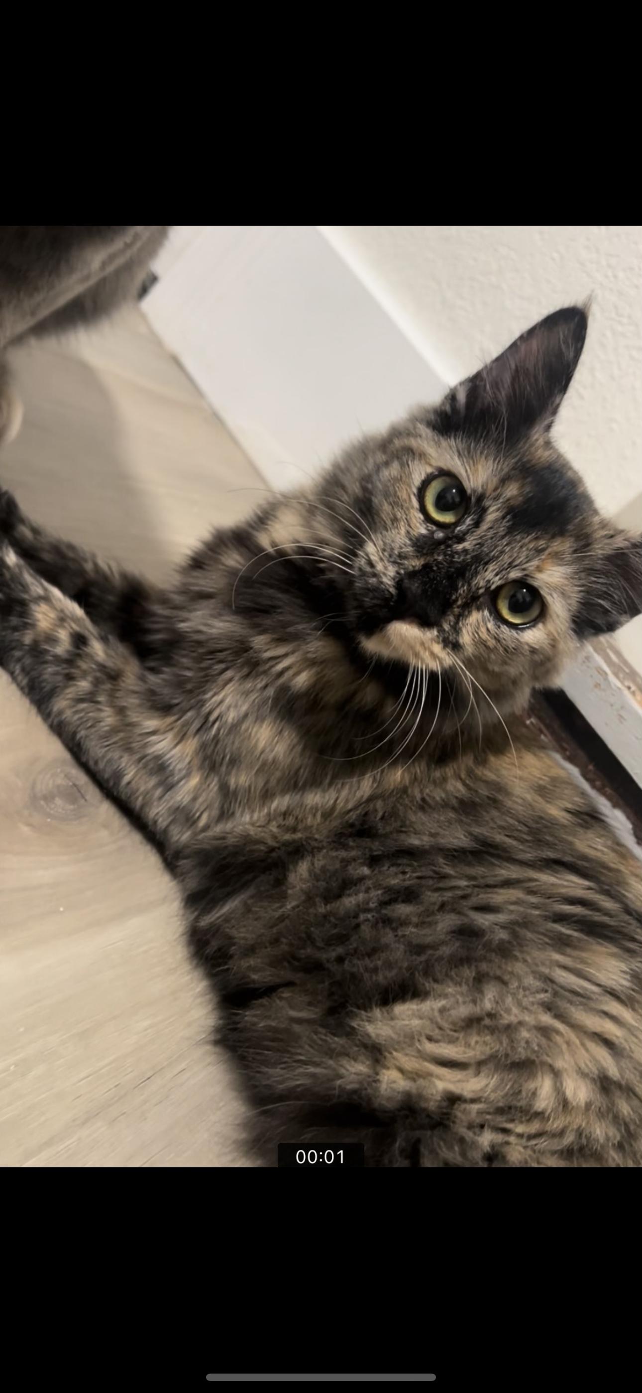 Java (Bonded to Earl)