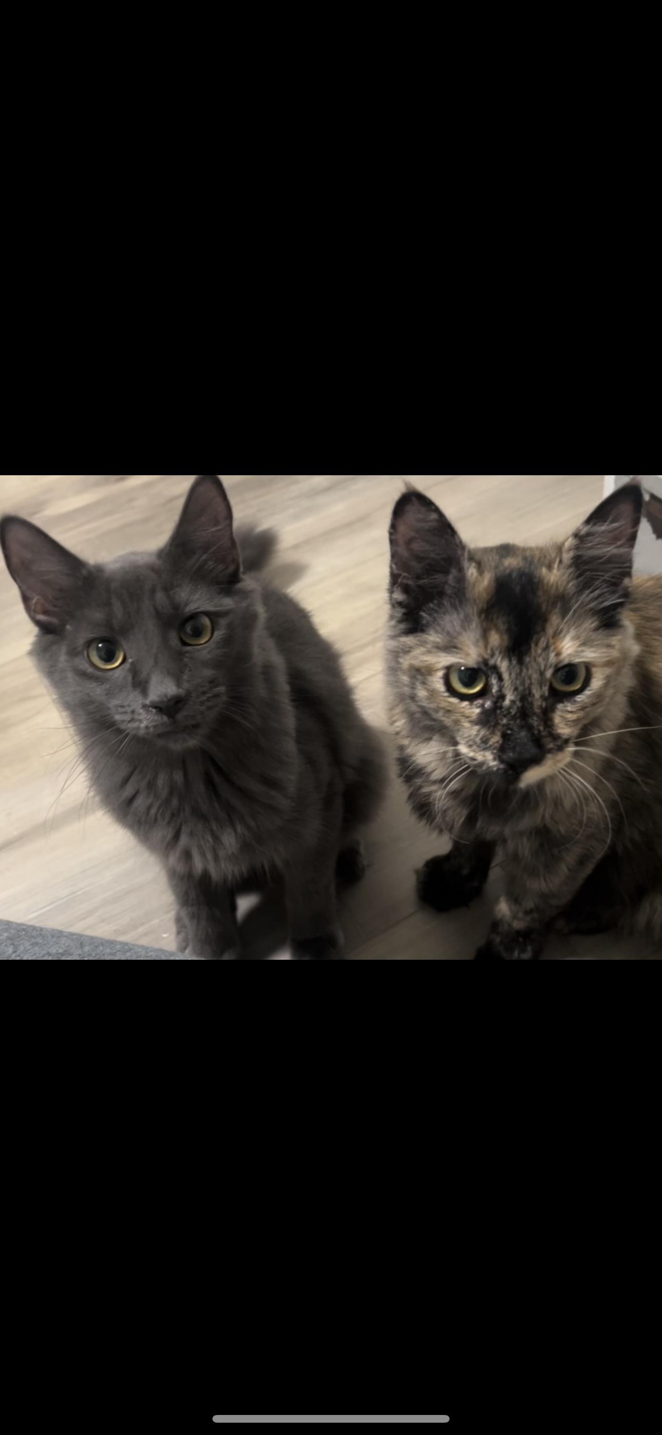 Java (Bonded to Earl)