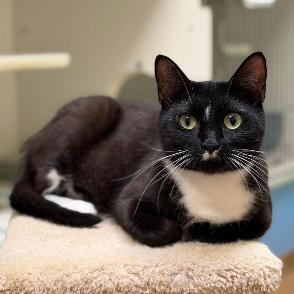 Mama Dandelion, ADOPTABLE, Young Female Domestic Short Hair.