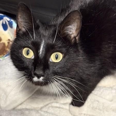 Enlarge Mama Dandelion, a ADOPTABLE Domestic Short Hair in Norwalk, CT image 4/4