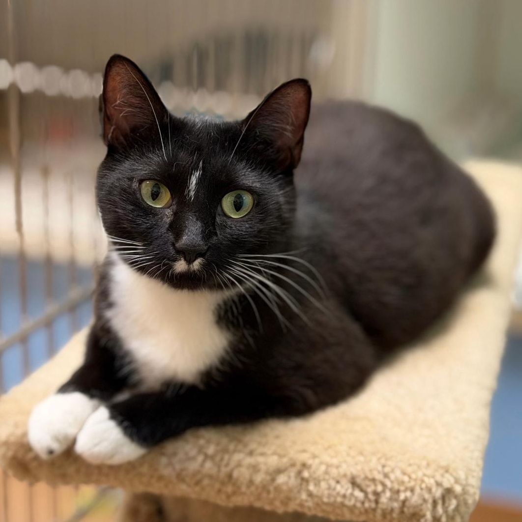 Enlarge Mama Dandelion, a ADOPTABLE Domestic Short Hair in Norwalk, CT image 2/4