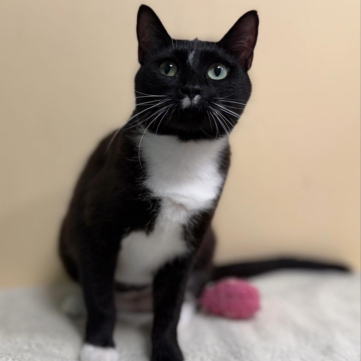 Enlarge Mama Dandelion, a ADOPTABLE Domestic Short Hair in Norwalk, CT image 3/4