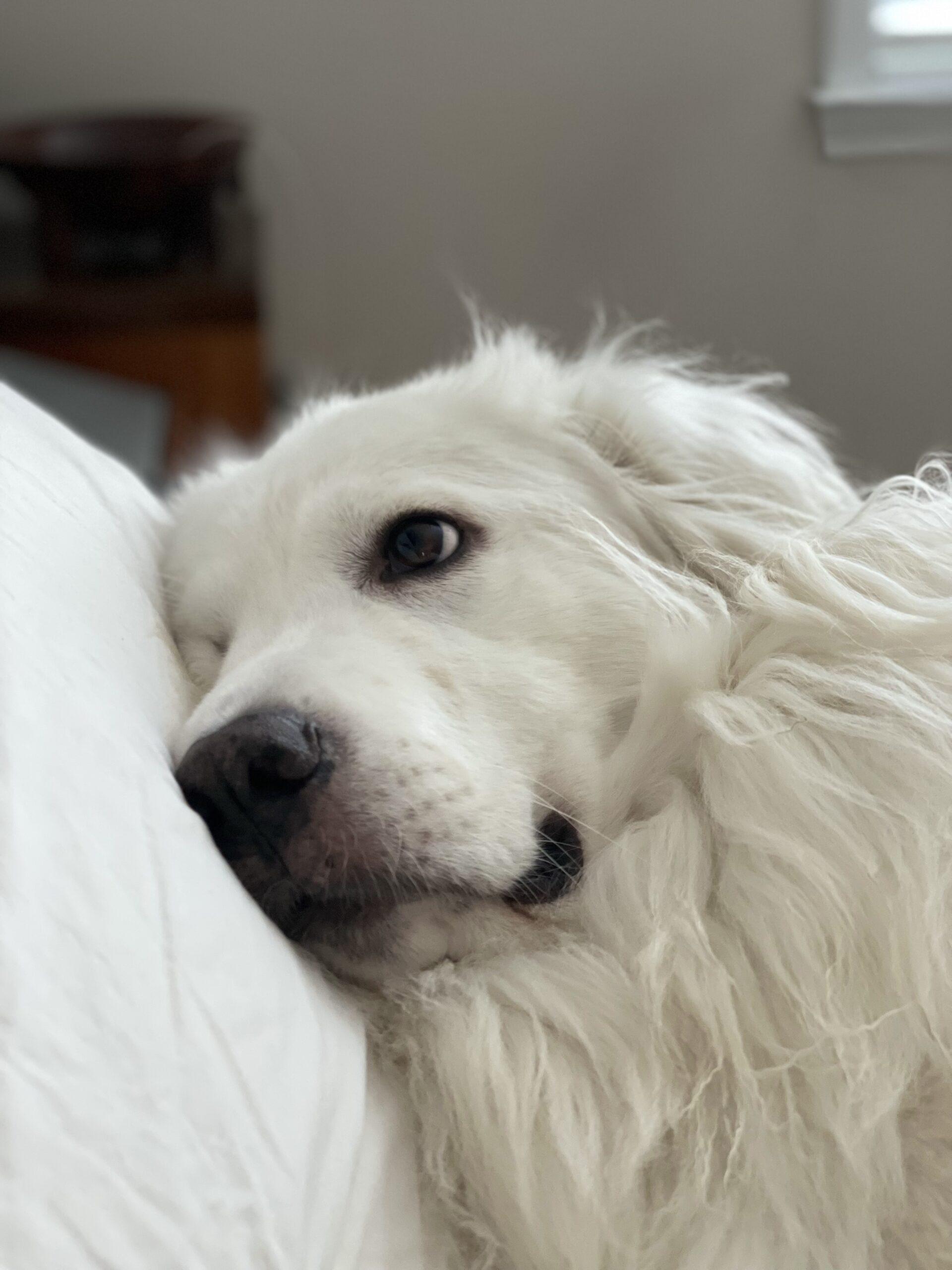 Enlarge Millie, a Adopted Great Pyrenees in Claremont, NC image 3/3