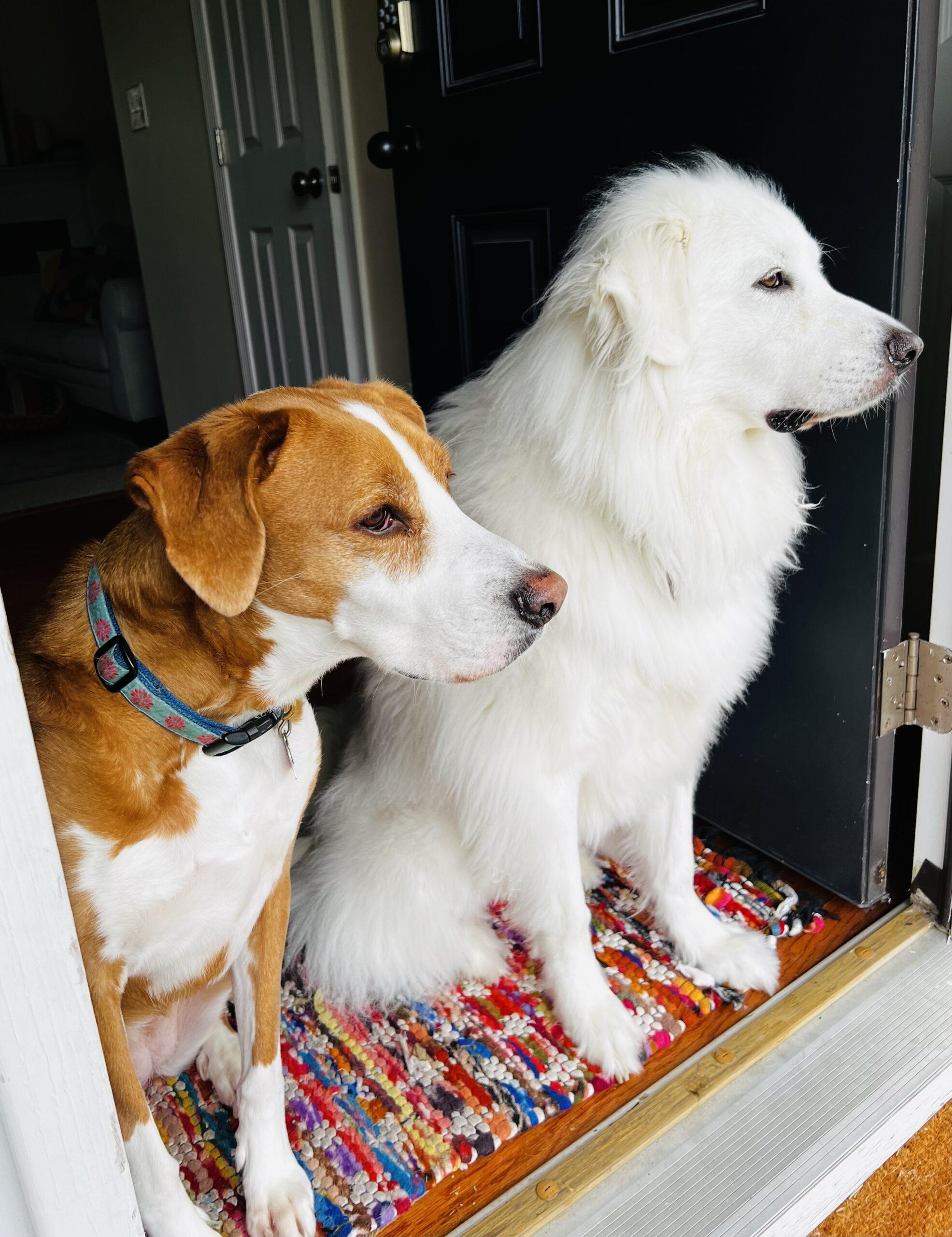 Enlarge Millie, a Adopted Great Pyrenees in Claremont, NC image 2/3