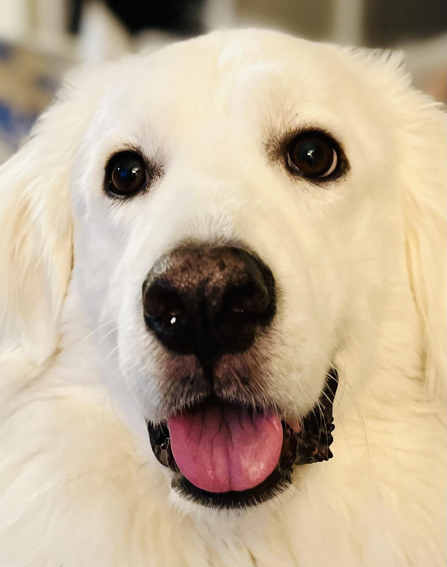 Enlarge Millie, a Adopted Great Pyrenees in Claremont, NC image 1/3