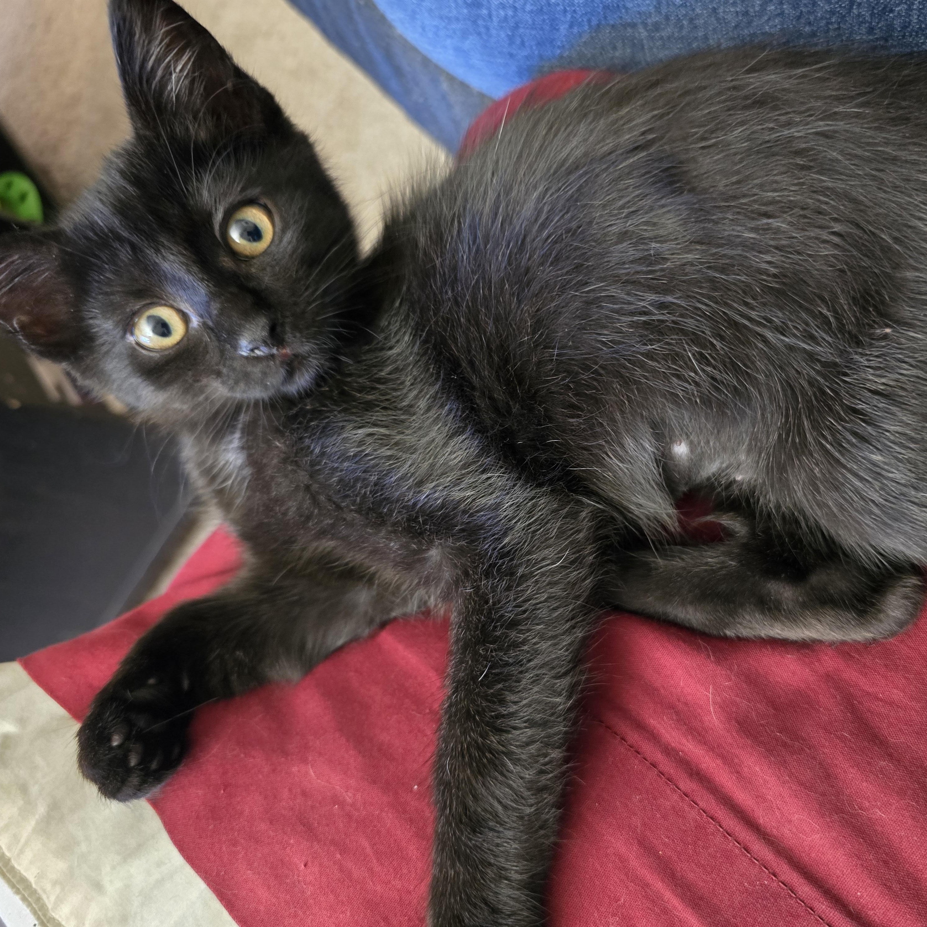 Whirlpool, an adopted Domestic Short Hair in Lynnwood, WA image 1/2