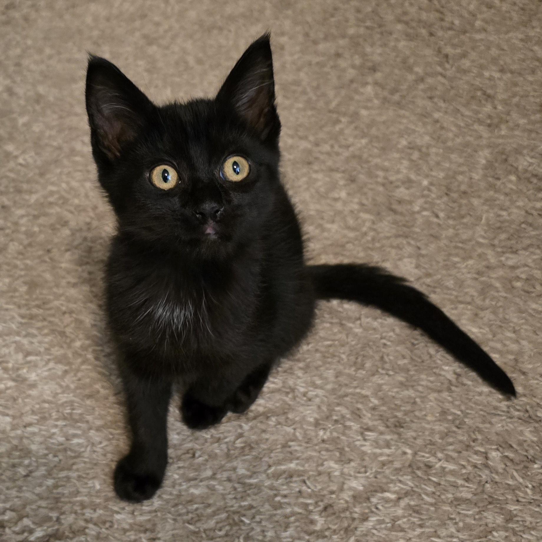 Whirlpool, an adopted Domestic Short Hair in Lynnwood, WA image 2/2