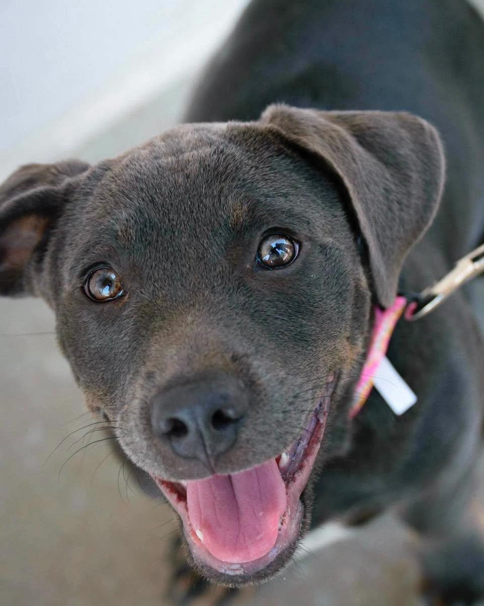 Enlarge Alabai, an adopted mixed breed in Broken Arrow, OK image 2/3