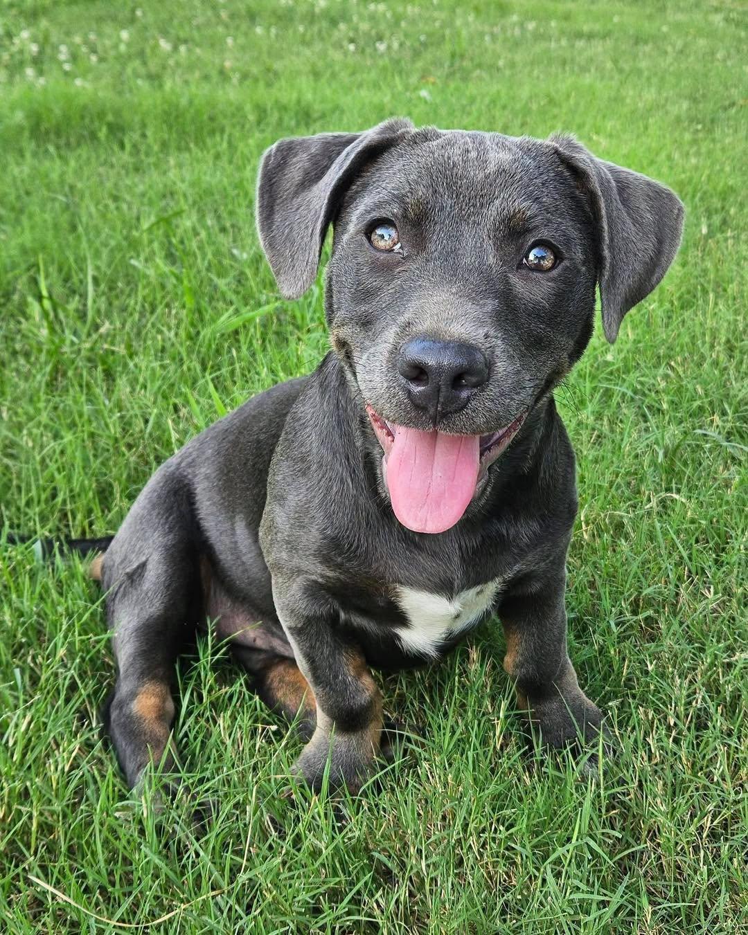 Alabai, adopted, Puppy Female Dachshund.