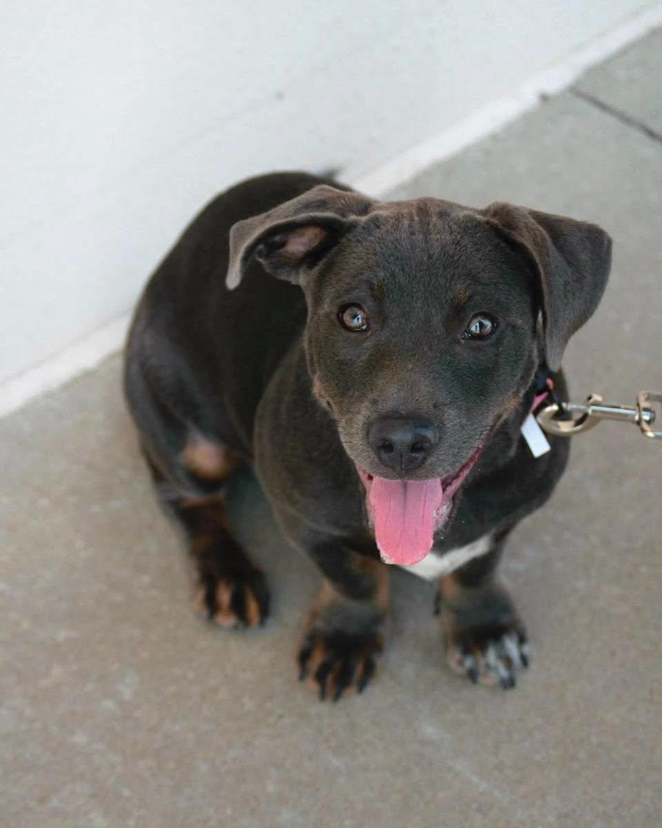 Enlarge Alabai, an adopted mixed breed in Broken Arrow, OK image 3/3