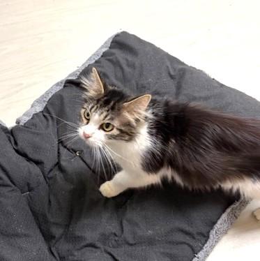 Enlarge Acorn, a ADOPTABLE Domestic Medium Hair in Long Beach, WA image 6/6