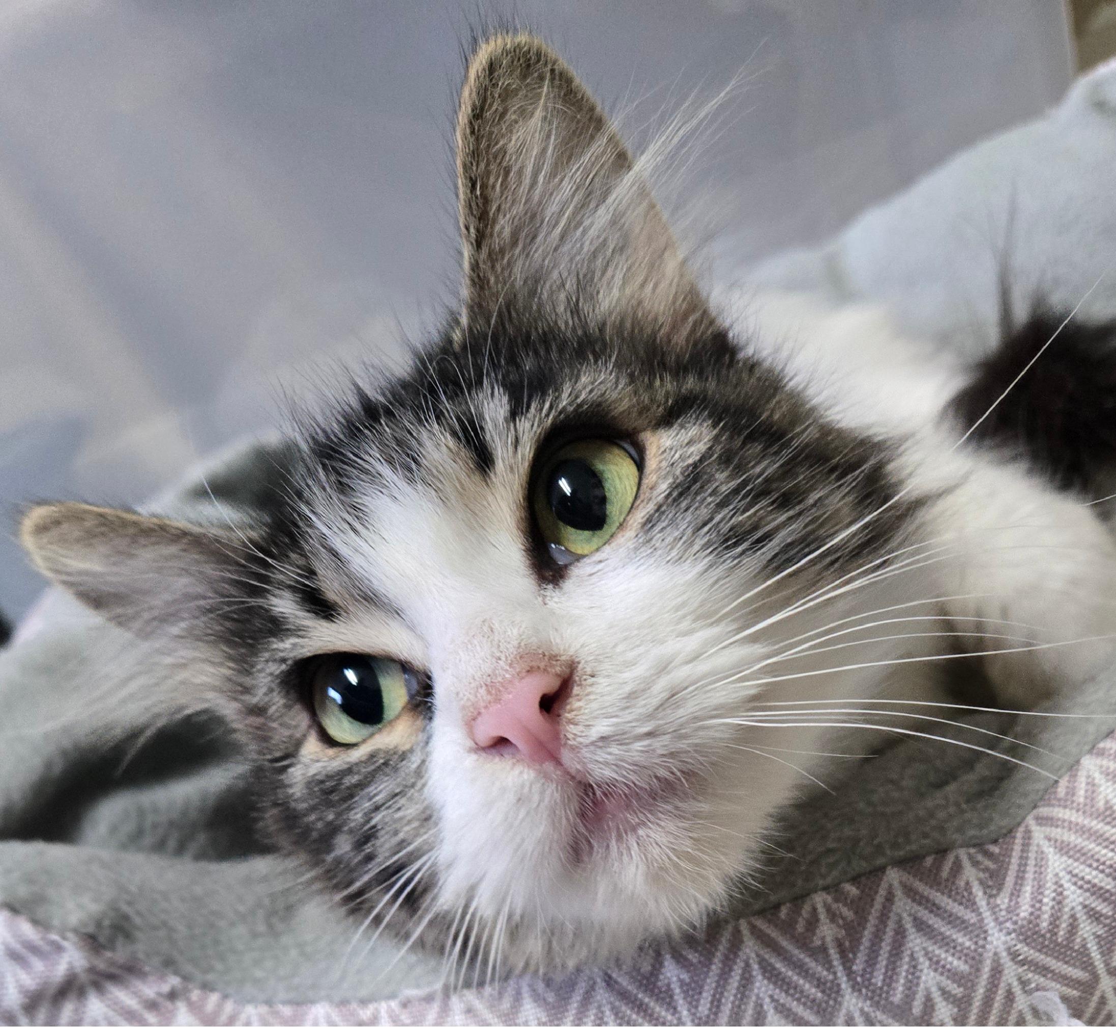 Enlarge Acorn, a ADOPTABLE Domestic Medium Hair in Long Beach, WA image 3/6