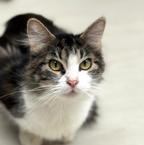 Enlarge Acorn, a ADOPTABLE Domestic Medium Hair in Long Beach, WA image 5/6