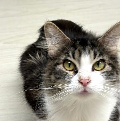 Acorn, ADOPTABLE, Adult Female Domestic Medium Hair.