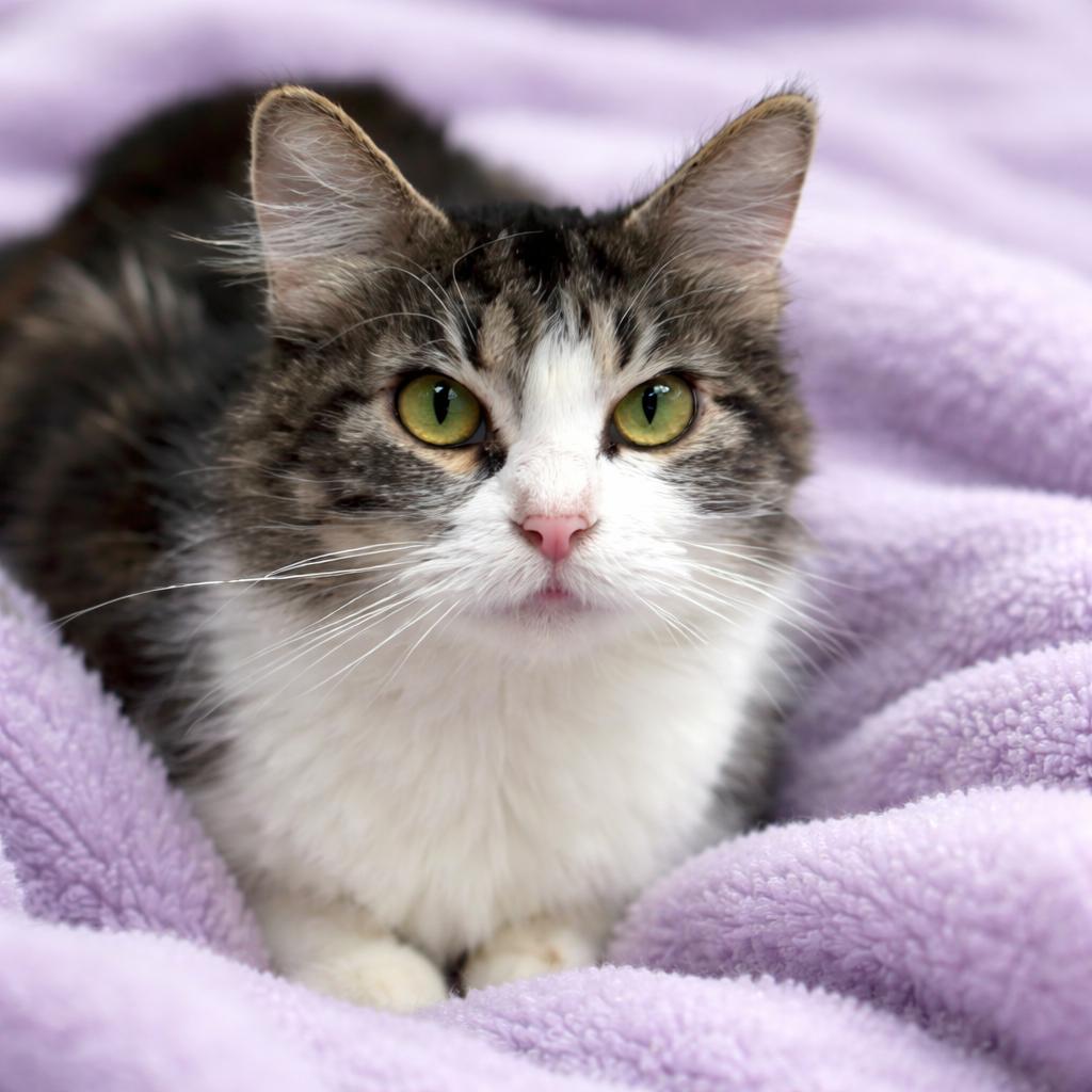 Acorn, ADOPTABLE, Adult Female Domestic Medium Hair.