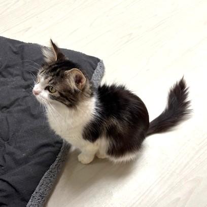 Enlarge Acorn, a ADOPTABLE Domestic Medium Hair in Long Beach, WA image 4/6