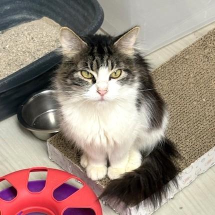 Enlarge Acorn, a ADOPTABLE Domestic Medium Hair in Long Beach, WA image 2/6