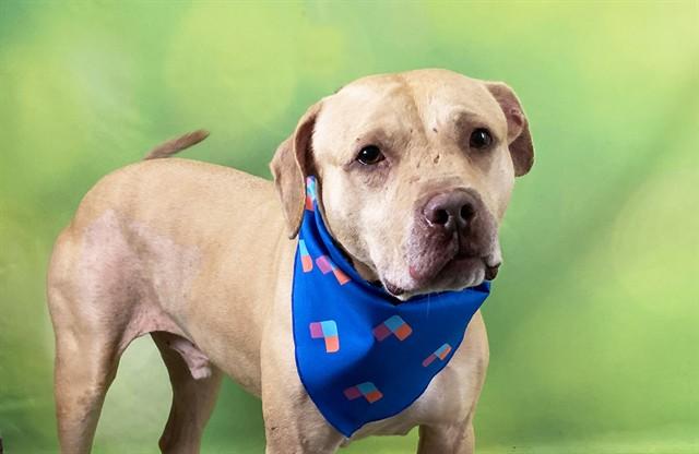 TAJ, Adoptable, Adult Male Pit Bull Terrier.