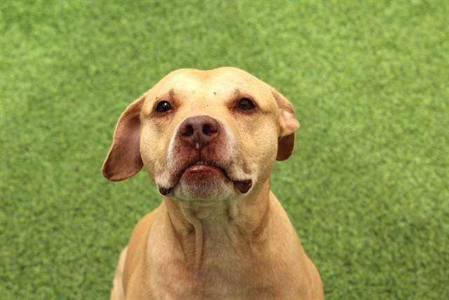 TAJ, Adoptable, Adult Male Pit Bull Terrier.