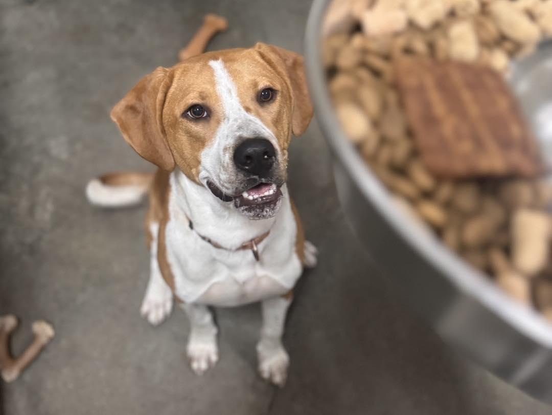 Enlarge Quill, a Adoptable Hound in Holland, MI image 1/3