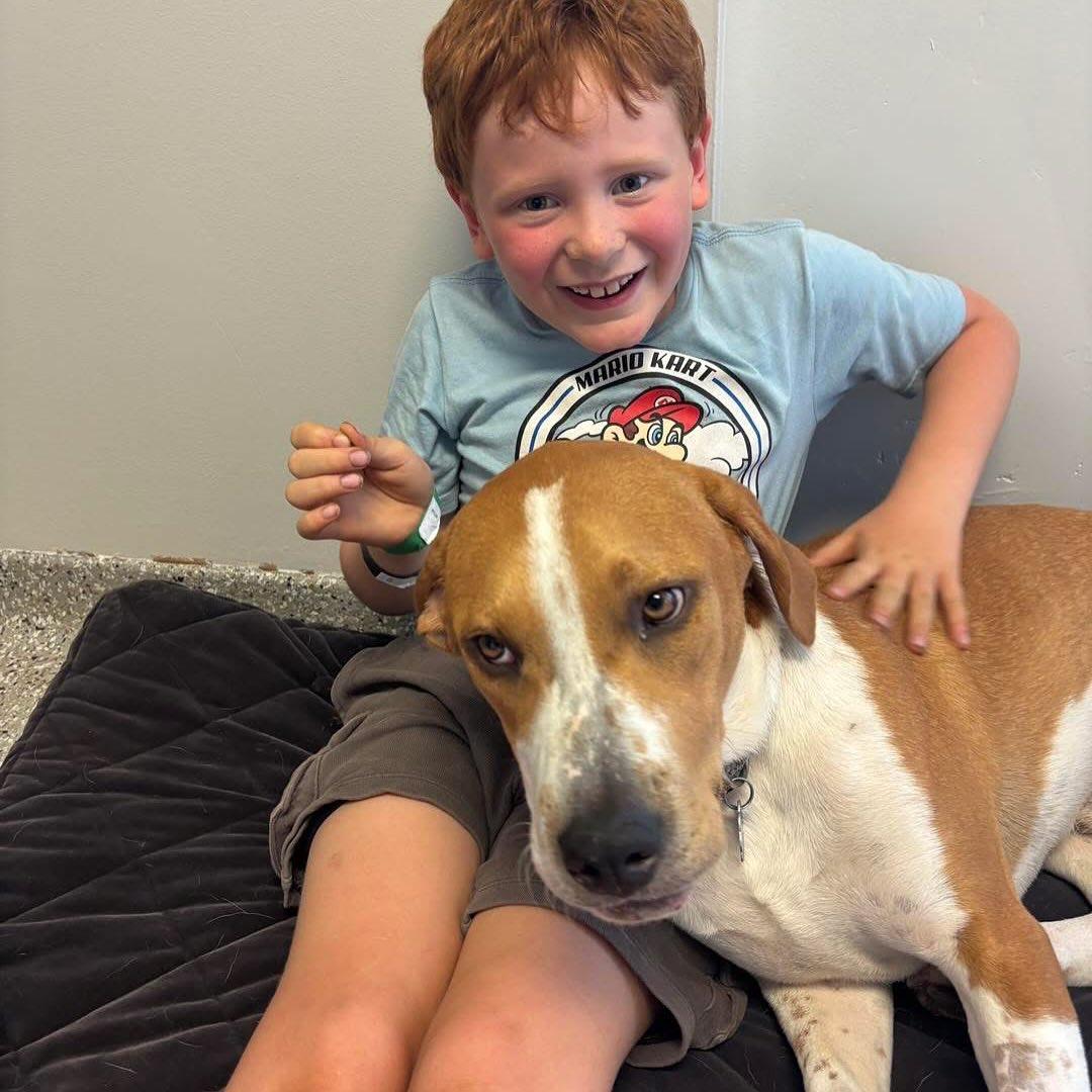 Enlarge Quill, a Adoptable Hound in Holland, MI image 2/3