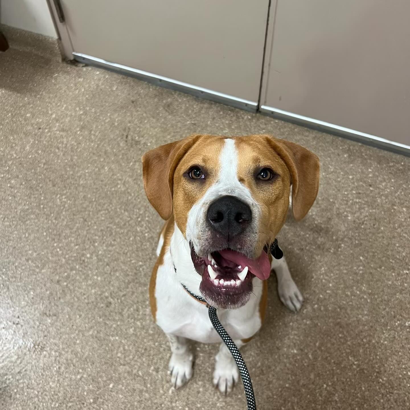 Enlarge Quill, a Adoptable Hound in Holland, MI image 3/3