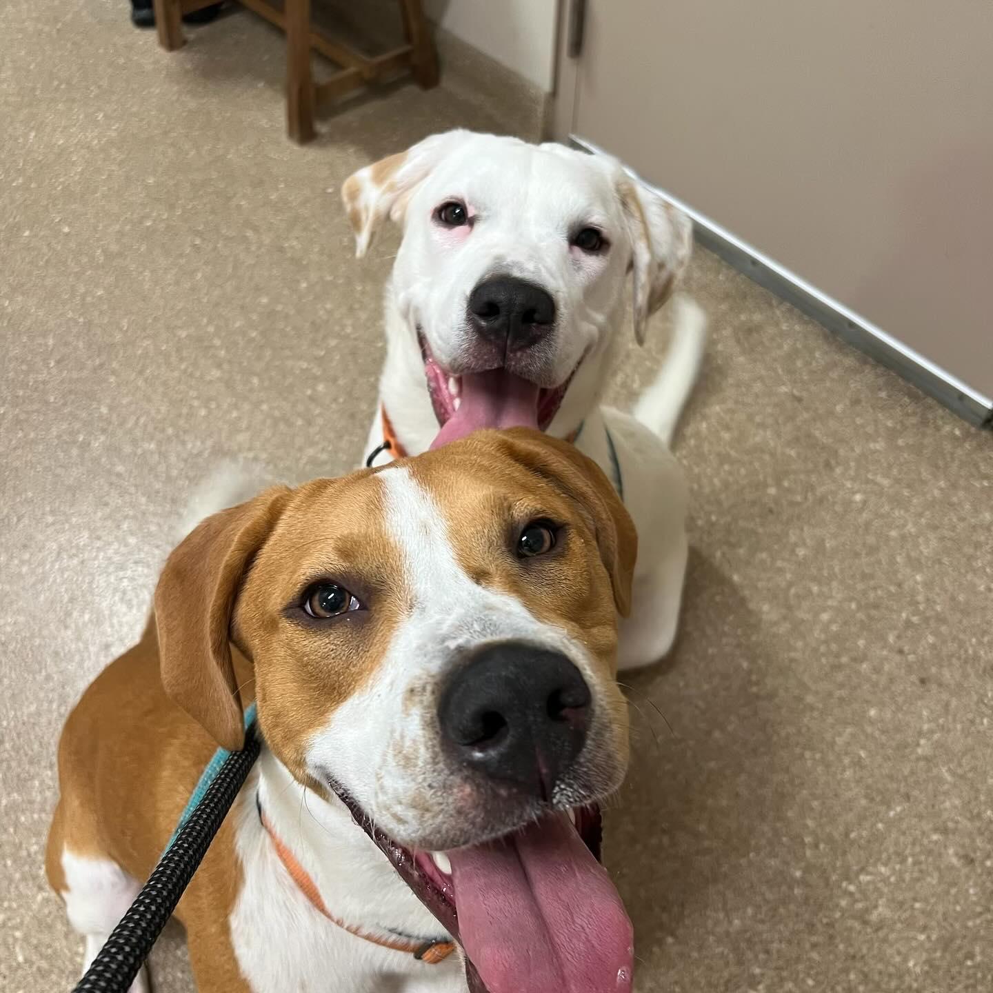 Enlarge Quill, a Adoptable Hound in Holland, MI image 3/3